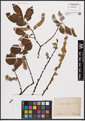 Foto von Salix caprea L.